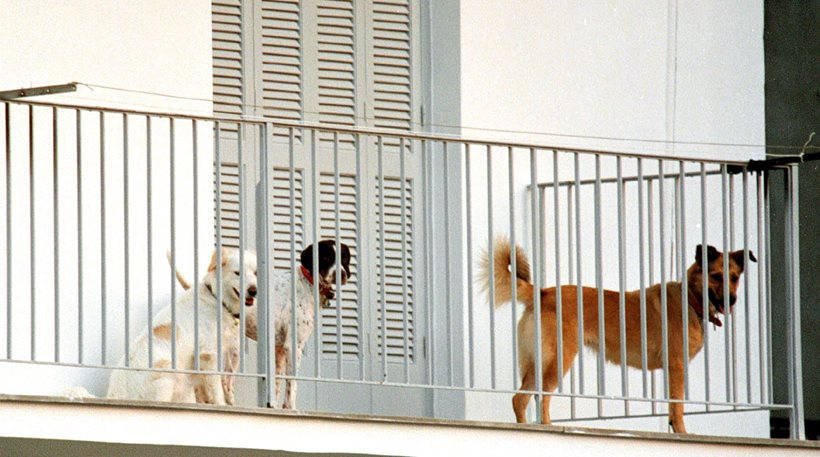 Κακοποίηση ζώων: Τι συνέβη με ασυνείδητο που είχε εγκαταλείψει σκύλο σε μπαλκόνι διαμερίσματος - Φωτογραφία 1