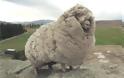 Αυτό το πρόβατο κρύβονταν σε μια σπηλιά επί 6 χρόνια για να αποφύγει το κούρεμα - Στο τέλος όμως το έπιασαν και τότε... [photos] - Φωτογραφία 4