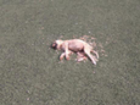 Φρίκη στην Αχαΐα: Πυροβόλησαν και σκότωσαν σκυλιά μέσα σε γήπεδο - Φωτογραφία 2