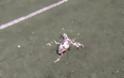 Φρίκη στην Αχαΐα: Πυροβόλησαν και σκότωσαν σκυλιά μέσα σε γήπεδο - Φωτογραφία 3