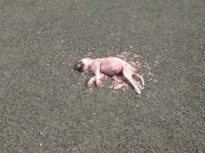 Τι κρύβεται πίσω από τα νεκρά ζώα στο γήπεδο Μαζαρακίου - Οργή και αποτροπιασμός για το μακάβριο θέαμα - ΦΩΤΟ - Φωτογραφία 3