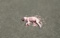 Τι κρύβεται πίσω από τα νεκρά ζώα στο γήπεδο Μαζαρακίου - Οργή και αποτροπιασμός για το μακάβριο θέαμα - ΦΩΤΟ - Φωτογραφία 3