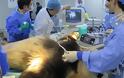 Κίνα: Σε κρίσιμη κατάσταση γιγάντιο Πάντα μετά από εγχείρηση στομάχου