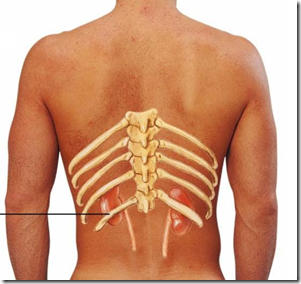 Ο πόνος στην πλάτη μπορεί να οφείλεται στους νεφρούς; Γνωρίζετε που βρίσκονται οι νεφροί; Ποια η θέση των νεφρών - Φωτογραφία 2