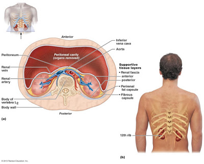 Ο πόνος στην πλάτη μπορεί να οφείλεται στους νεφρούς; Γνωρίζετε που βρίσκονται οι νεφροί; Ποια η θέση των νεφρών - Φωτογραφία 3
