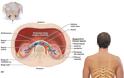 Ο πόνος στην πλάτη μπορεί να οφείλεται στους νεφρούς; Γνωρίζετε που βρίσκονται οι νεφροί; Ποια η θέση των νεφρών - Φωτογραφία 3