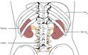 Ο πόνος στην πλάτη μπορεί να οφείλεται στους νεφρούς; Γνωρίζετε που βρίσκονται οι νεφροί; Ποια η θέση των νεφρών - Φωτογραφία 6