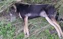 Μπαράζ νέων θανατώσεων σκύλων στο Μεσολόγγι