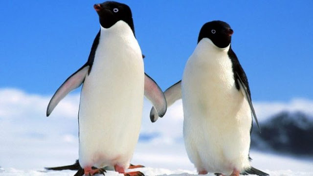 Ανακάλυψη τεράστιας αποικίας 1,5 εκατομμυρίων πιγκουίνων στην Ανταρκτική - Φωτογραφία 1