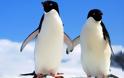 Ανακάλυψη τεράστιας αποικίας 1,5 εκατομμυρίων πιγκουίνων στην Ανταρκτική