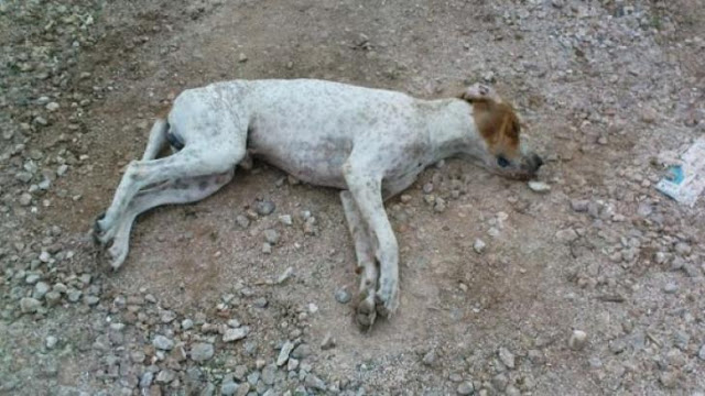 Καταδικαστέα η θανάτωση αδέσποτων ζώων συντροφιάς – Δήλωση του Αντιδημάρχου Σ. Καρβέλη - Φωτογραφία 1