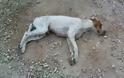 Καταδικαστέα η θανάτωση αδέσποτων ζώων συντροφιάς – Δήλωση του Αντιδημάρχου Σ. Καρβέλη