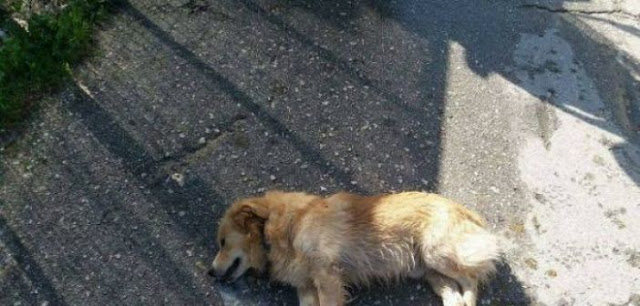 ΠΑΠΑΔΑΤΟΣ Ξηρομέρου: Άγνωστος δράστης θανάτωσε σκύλο ιδιοκτησίας 43χρονου - Φωτογραφία 1
