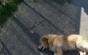 ΠΑΠΑΔΑΤΟΣ Ξηρομέρου: Άγνωστος δράστης θανάτωσε σκύλο ιδιοκτησίας 43χρονου