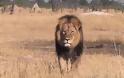 Ο Σεσίλ το λιοντάρι υπέφερε επί τουλάχιστον δέκα ώρες πριν ξεψυχήσει