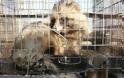 Νορβηγία: Κλείνουν τα εκτροφεία γούνας - Δικαιώθηκαν οι φιλοζωικές οργανώσεις