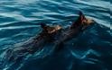 Δυτική Ελλάδα: Βγήκαν για ψάρεμα στη θάλασσα και βρήκαν αγριογούρουνα να κολυμπούν!!! (ΔΕΙΤΕ ΒΙΝΤΕΟ + ΦΩΤΟ)