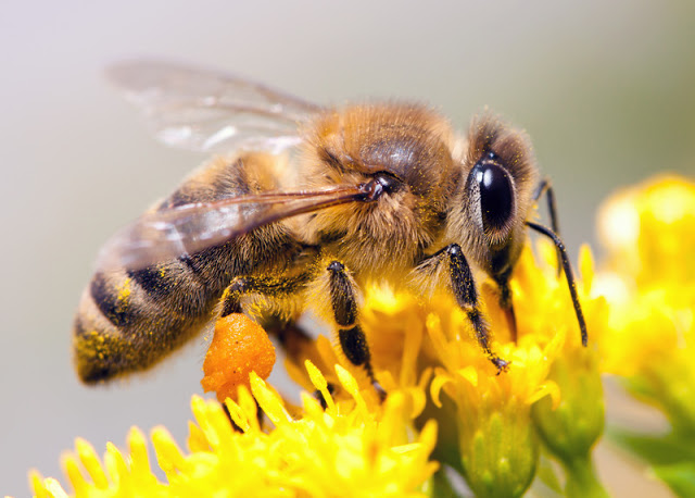 Τι είναι η μελισσοθεραπεία και που χρησιμοποιείτε; Είναι κατάλληλη για εσάς; - Φωτογραφία 1