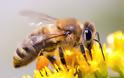 Τι είναι η μελισσοθεραπεία και που χρησιμοποιείτε; Είναι κατάλληλη για εσάς;