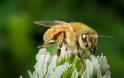 Τι είναι η μελισσοθεραπεία και που χρησιμοποιείτε; Είναι κατάλληλη για εσάς; - Φωτογραφία 4