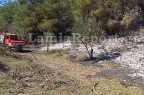 Φθιώτιδα: Πυρκαγιά σε δασική έκταση [photos] - Φωτογραφία 1