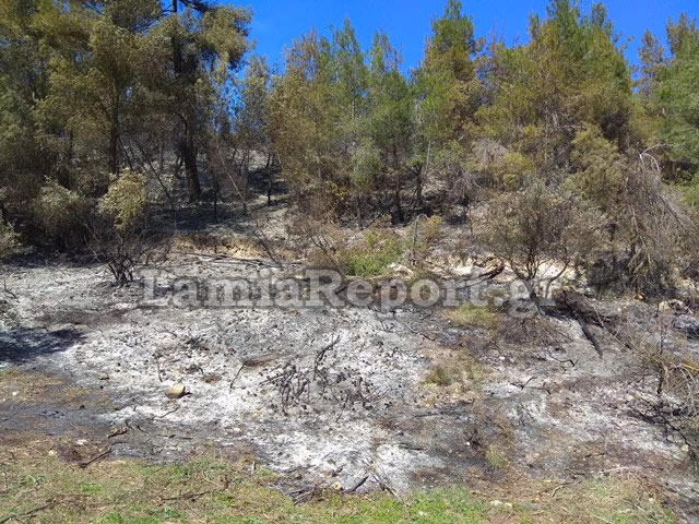 Φθιώτιδα: Πυρκαγιά σε δασική έκταση [photos] - Φωτογραφία 5