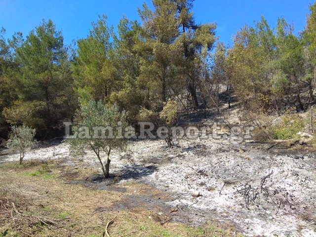 Φθιώτιδα: Πυρκαγιά σε δασική έκταση [photos] - Φωτογραφία 6