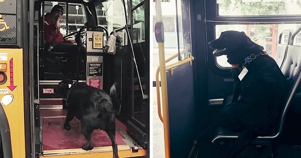 Σκύλος παίρνει μόνος του κάθε μέρα το λεωφορείο για να πάει βόλτα στο πάρκο #Radio #grxpress #gossip - Φωτογραφία 1