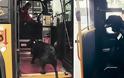 Σκύλος παίρνει μόνος του κάθε μέρα το λεωφορείο για να πάει βόλτα στο πάρκο #Radio #grxpress #gossip