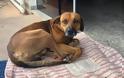 Ο Χάτσικο ζει στη Βραζιλία - Σκύλος περιμένει ακόμα στο νοσοκομείο τον νεκρό ιδιοκτήτη του