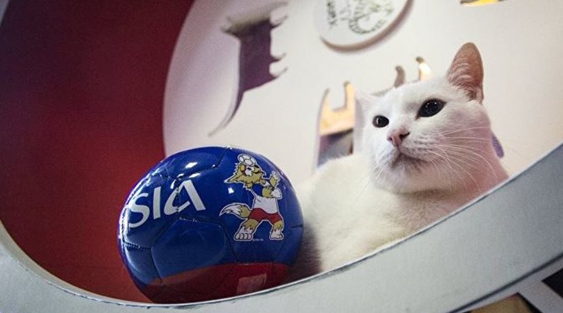 Ρωσία: Ο Αχιλλέας, ένας κουφός γάτος, θα προβλέπει τα αποτελέσματα του Μουντιάλ - Φωτογραφία 1