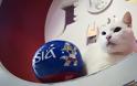 Ρωσία: Ο Αχιλλέας, ένας κουφός γάτος, θα προβλέπει τα αποτελέσματα του Μουντιάλ - Φωτογραφία 1