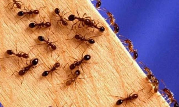 Πώς να κρατήσετε μακριά τα μυρμήγκια που εμφανίζονται την άνοιξη - Φωτογραφία 1