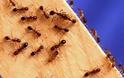 Πώς να κρατήσετε μακριά τα μυρμήγκια που εμφανίζονται την άνοιξη