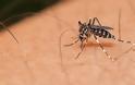 Μέτρα για την καταπολέμηση των κουνουπιών στο Δήμο Χαλκιδέων