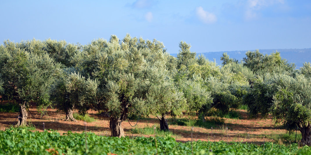 Οι ελιές Καλαμάτας είναι το νέο superfood σύμφωνα με το «Medicinal Research Reviews» - Φωτογραφία 3