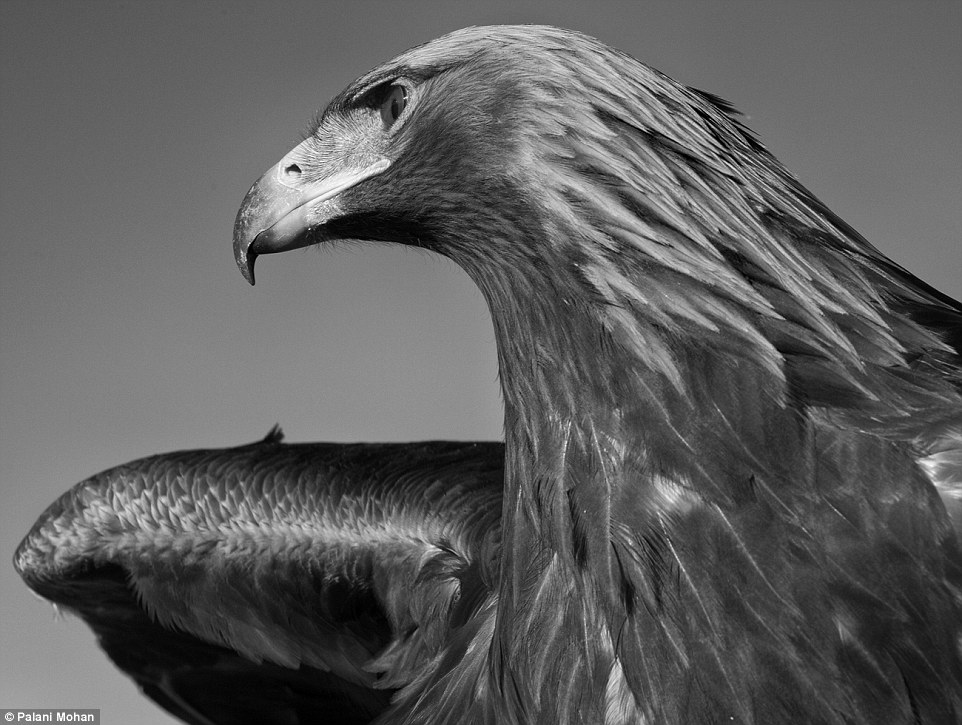 Εκπληκτικές φωτογραφίες από την αρχαία τέχνη των κυνηγών με αετό στο Καζακστάν - Φωτογραφία 8