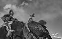 Εκπληκτικές φωτογραφίες από την αρχαία τέχνη των κυνηγών με αετό στο Καζακστάν - Φωτογραφία 9