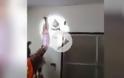Ανατριχίλα: Πύθωνας 4,5 μέτρων κρυβόταν μέσα σε τοίχο σπιτιού! [video]
