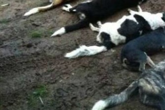 Φθιώτιδα: Μαζική δολοφονία σκυλιών στο Μαρίνι - Φωτογραφία 1