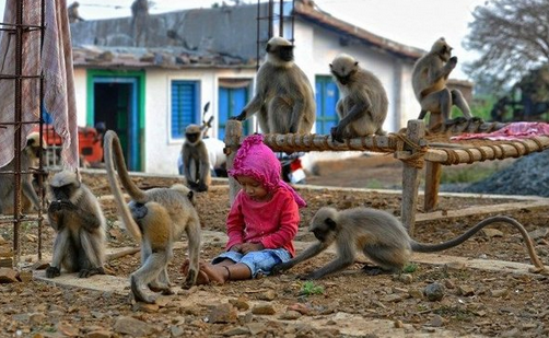 Ο σύγχρονος... Μόγλης είναι μόλις δύο ετών και κάνει παρέα μόνο με μαϊμούδες - Φωτογραφία 1