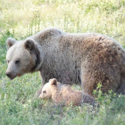 Βραβεία Natura 2000: Πέντε Ελληνικές υποψηφιότητες στον τελικό. Ψηφίζουμε όλοι τον υποψήφιο της επιλογής μας - Φωτογραφία 3