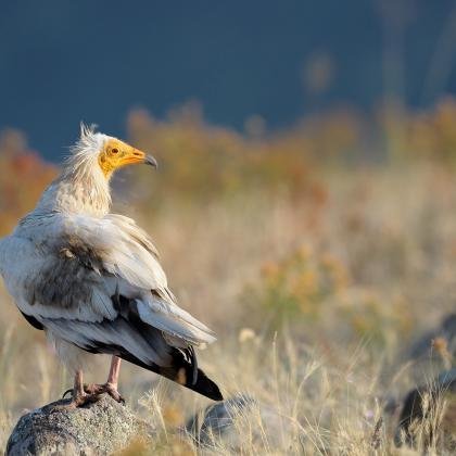 Βραβεία Natura 2000: Πέντε Ελληνικές υποψηφιότητες στον τελικό. Ψηφίζουμε όλοι τον υποψήφιο της επιλογής μας - Φωτογραφία 6