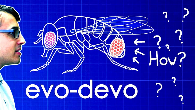 Evo-Devo (Despacito Biology Parody) - Φωτογραφία 1
