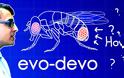 Evo-Devo (Despacito Biology Parody)