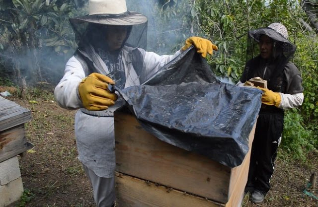 Στη Γουατεμάλα οι μέλισσες τα έβαλαν με την πατριαρχία - Φωτογραφία 2