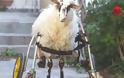 Ξεσηκωμός για τη Γιαννούλα - Όλοι μαζί για να σωθεί το ανάπηρο αρνάκι