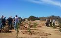 Δροσιά: Κλοπές δέντρων καταγγέλει ο Δήμος Χαλκιδέων