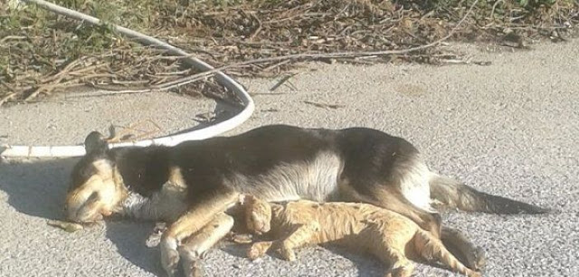 Στη Μακύνεια η νέα θανάτωση σκύλου στην Αιτωλοακαρνανία! - Φωτογραφία 1