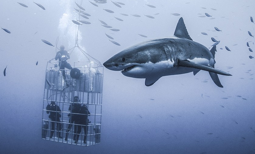 Λευκός καρχαρίας 6 μέτρων - Φωτογραφία 1